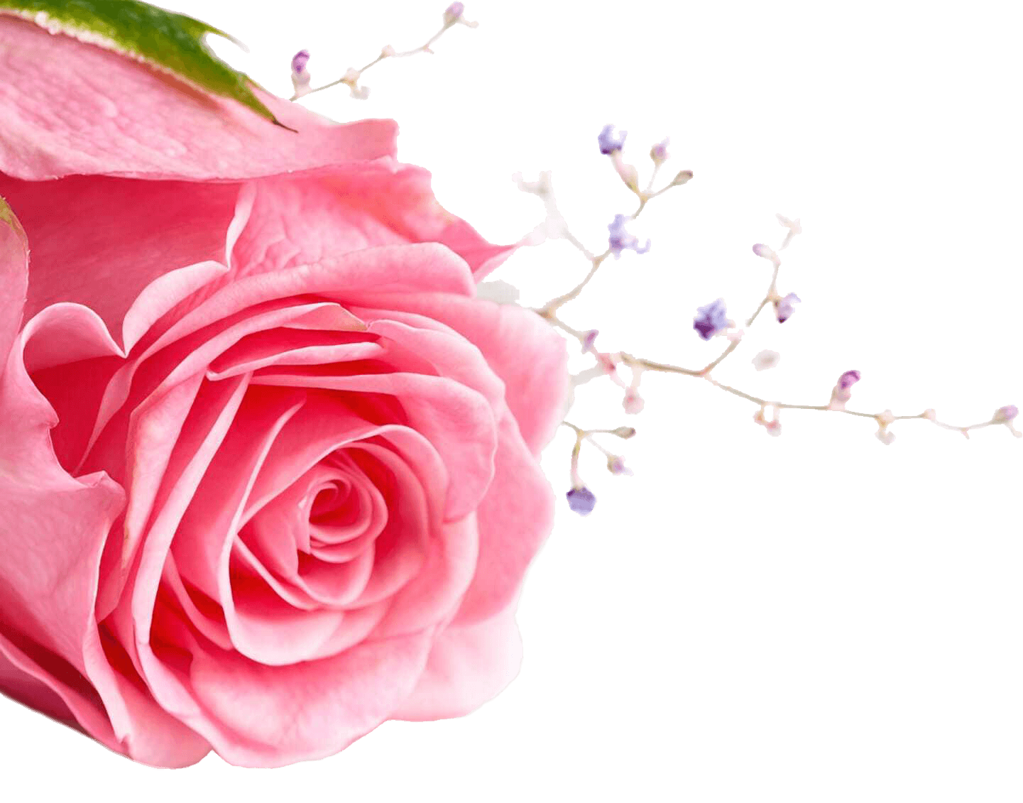 Decorative rose